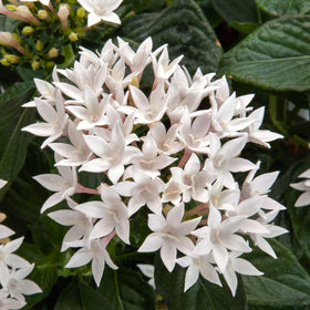 Carpet Creeping Pentas attracts butterflies and bees, boosting pollinator friendly garden scenes