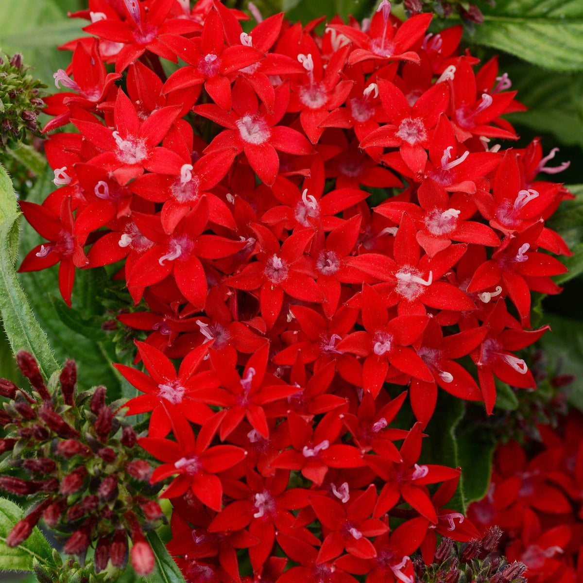 Carpet Creeping Pentas seedling care guide highlights easy growth for busy gardeners