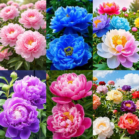 Carpet Creeping peony seeds high germination support robust blooms.