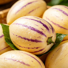 Carpet Creeping Pepino melon flower close-up reveals ornamental blooms and edible fruit