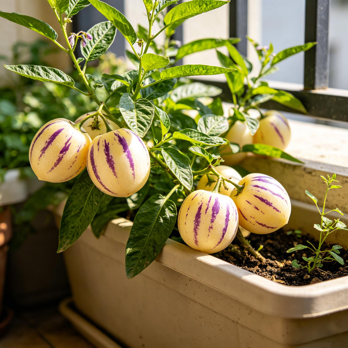 Carpet Creeping Pepino melon fruit ripe shows sweet, honeydew-like flavor