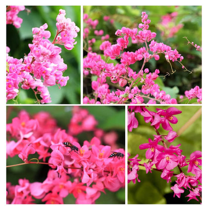 Carpet Creeping pink coral vine seed pack for outdoor planting and garden growth.