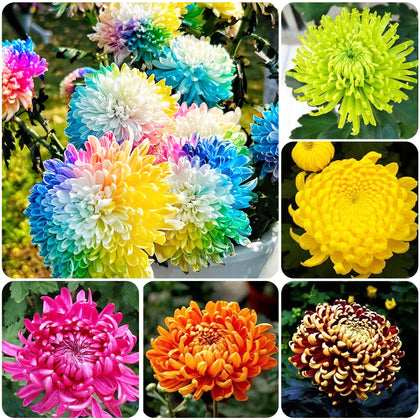 Carpet Creeping rainbow chrysanthemum seeds for bright outdoor color in borders.