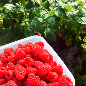 Carpet Creeping raspberries harvest ready berries ideal for jams and desserts.