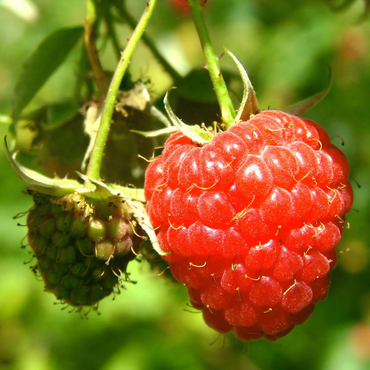 Carpet Creeping raspberry flowers attract pollinators for a thriving border.