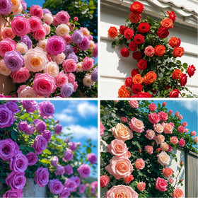 Carpet Creeping rose vine seeds pack for outdoor planting and vertical coverage.