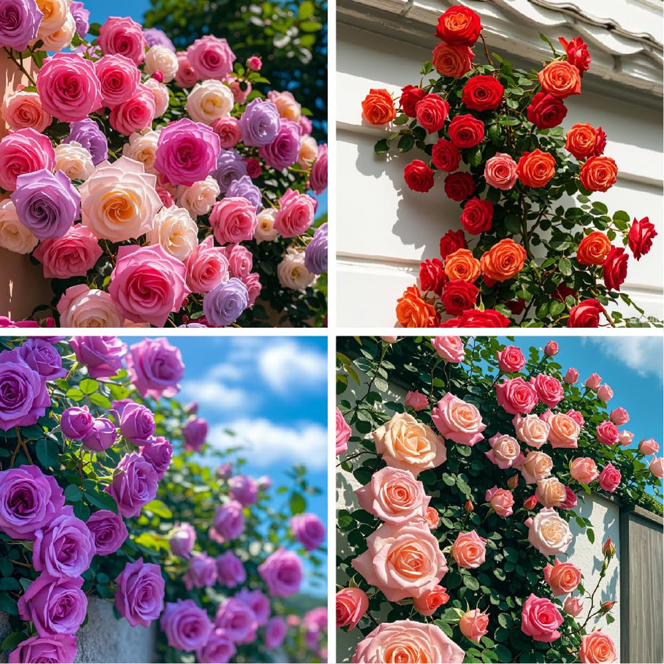 Carpet Creeping rose vine seeds pack for outdoor planting and vertical coverage.