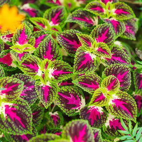Shade-loving coleus thriving in a garden bed with color.