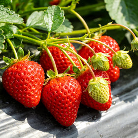 Carpet Creeping rainbow strawberry seeds for vibrant fruit from seed.
