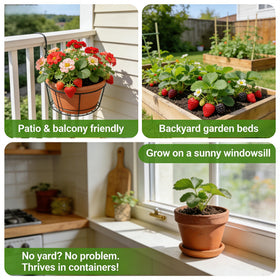Carpet Creeping easy-to-grow seeds ideal for patio pots.