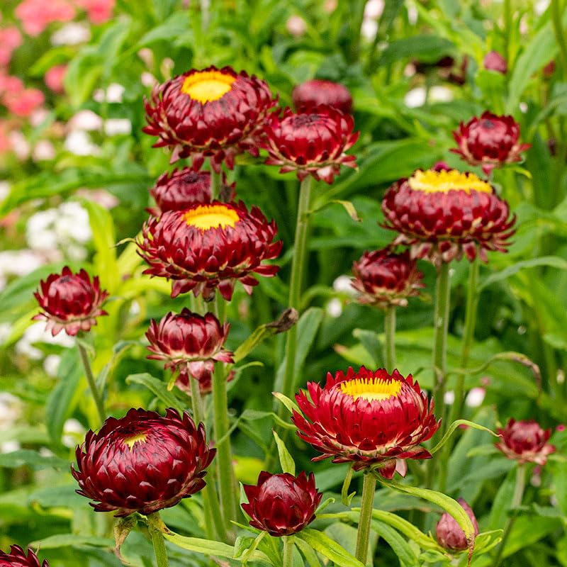 Carpet Creeping strawflower border planting in a sunny garden bed