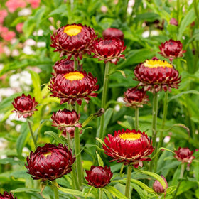 Carpet Creeping strawflower border planting in a sunny garden bed