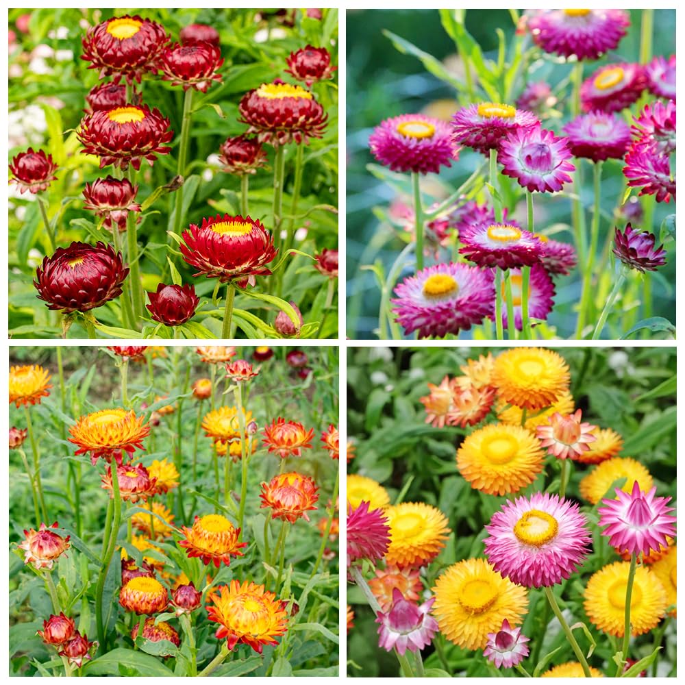 Carpet Creeping strawflowers shown in a vibrant color mix for garden beds
