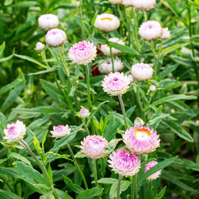 Carpet Creeping strawflower bouquet demonstrates dried flower preservation