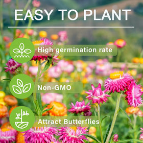 Carpet Creeping strawflower easy-care plants for beginners