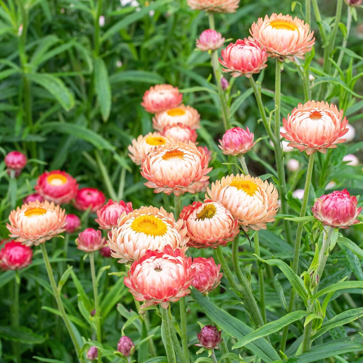 Carpet Creeping strawflower garden blooms thriving in a sunny border