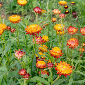 Carpet Creeping strawflower flowers attracting pollinators in a garden