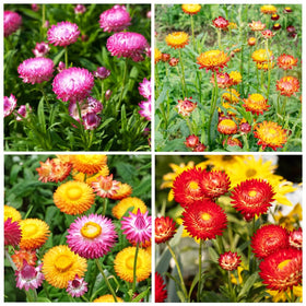Carpet Creeping strawflower seeds packaging highlights easy planting and drought tolerance