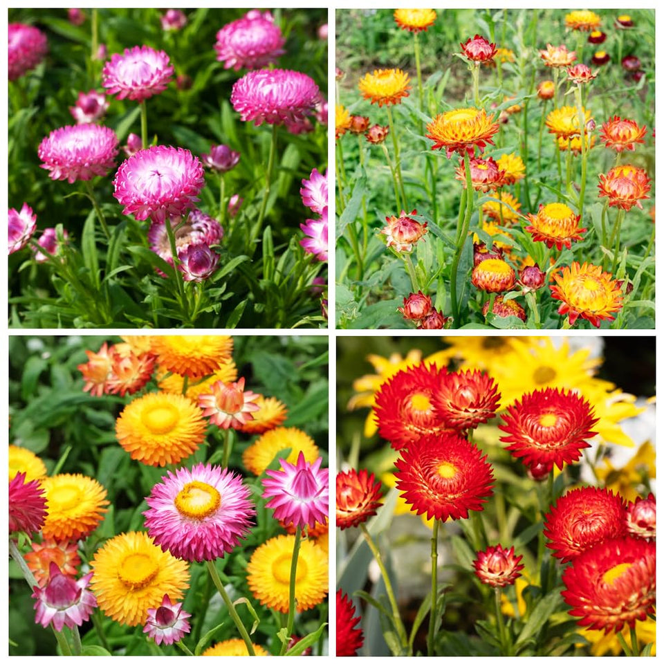 Carpet Creeping strawflower seeds packaging highlights easy planting and drought tolerance