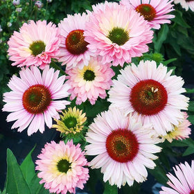 Carpet Creeping Sunseeker salmon coneflower seeds brighten borders with deer-resistant color.
