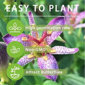 Carpet Creeping Toad Lily bloom display adds long lasting color to outdoor spaces