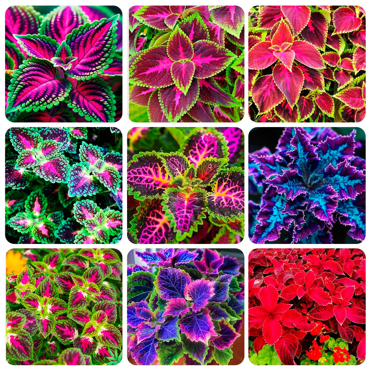 Close-up of vibrant Rainbow Mix coleus leaves showing varied colors.