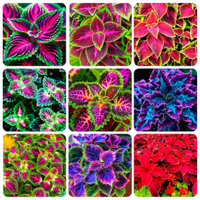 Close-up of vibrant Rainbow Mix coleus leaves showing varied colors.
