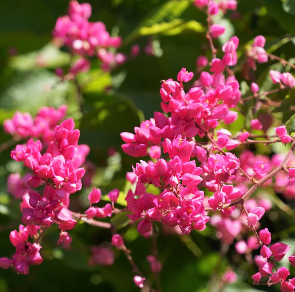 Carpet Creeping vine blooms in pink and white add year-round color and motion.