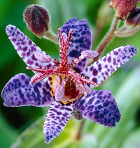 Carpet Creeping Wonder Toad Lily seed bare root ready for shade gardens