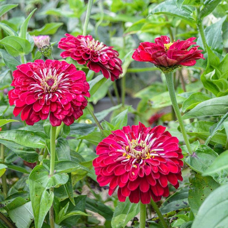 Carpet Creeping zinnia seeds 1000-plus count for generous plantings.