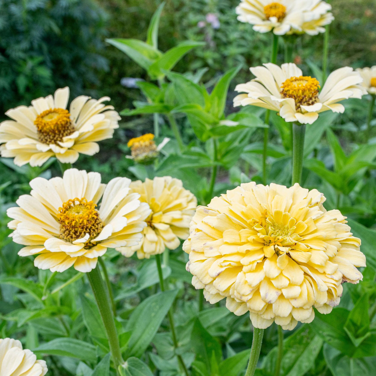 Carpet Creeping zinnia seeds spacing 10 inches apart for even coverage.