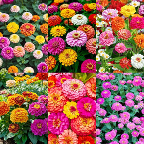 Carpet Creeping zinnia seeds, Aztec Sunset, create vibrant border displays.