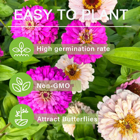 Carpet Creeping zinnia seeds non-GMO heirloom for reliable color.
