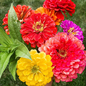 Carpet Creeping zinnia seeds compact plants for small gardens.