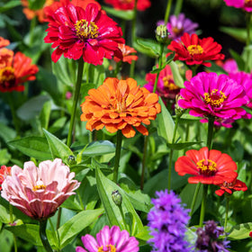 Carpet Creeping zinnia seeds double blooms in cream and gold.