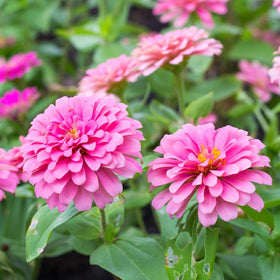 Carpet Creeping zinnia seeds extend bloom from early summer to frost.