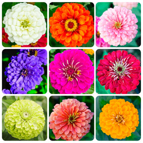 Carpet Creeping zinnia seeds Haageana variation add colorful containers.