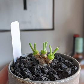 CARURBODY 8-14 mm pieces sized for cactus soil mixes