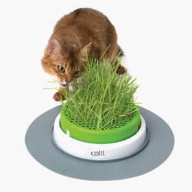 Catit Cat Enjoying Grass Enrichment highlights indoor delight.