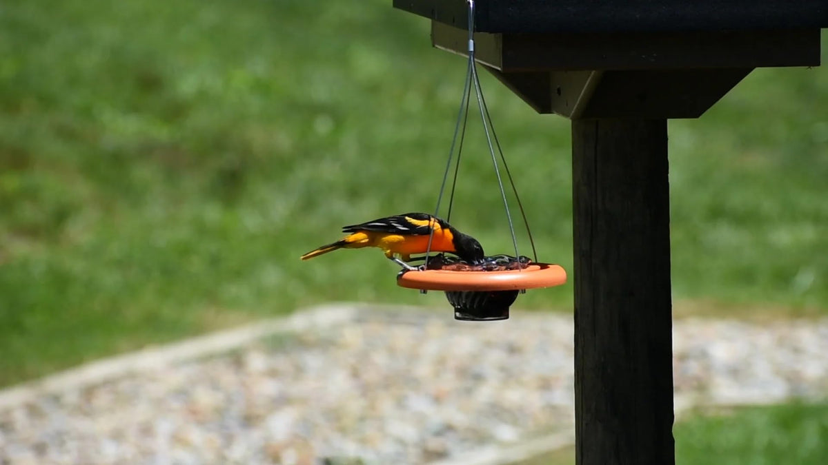 Close-up of orange jelly feeding station on the Cauff Oriole Feeder for easy refills and targeted feeding