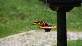 Close-up of orange jelly feeding station on the Cauff Oriole Feeder for easy refills and targeted feeding