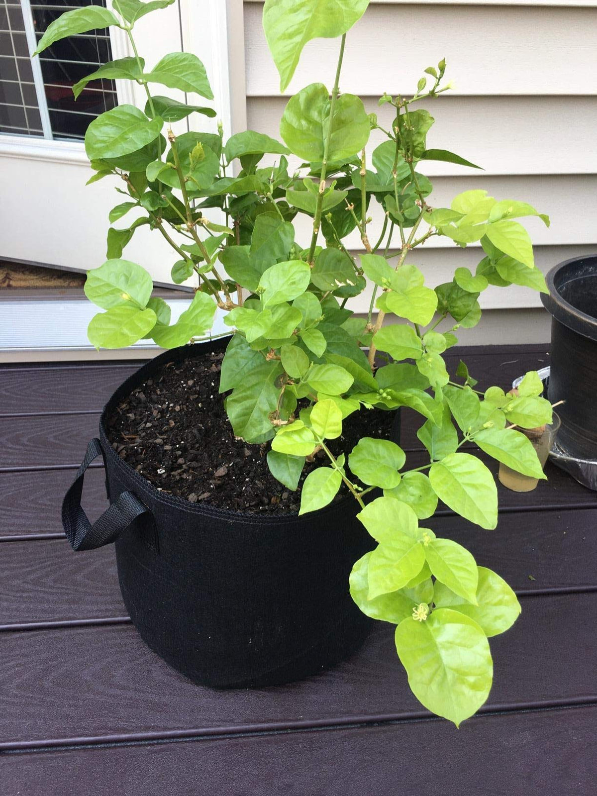 Cavisoo 3-year warranty and refund policy provides low-risk purchase for gardeners.