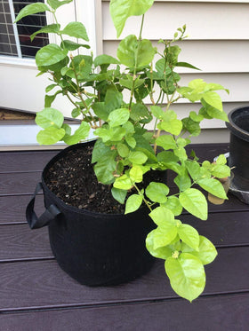 Cavisoo 3-year warranty and refund policy provides low-risk purchase for gardeners.