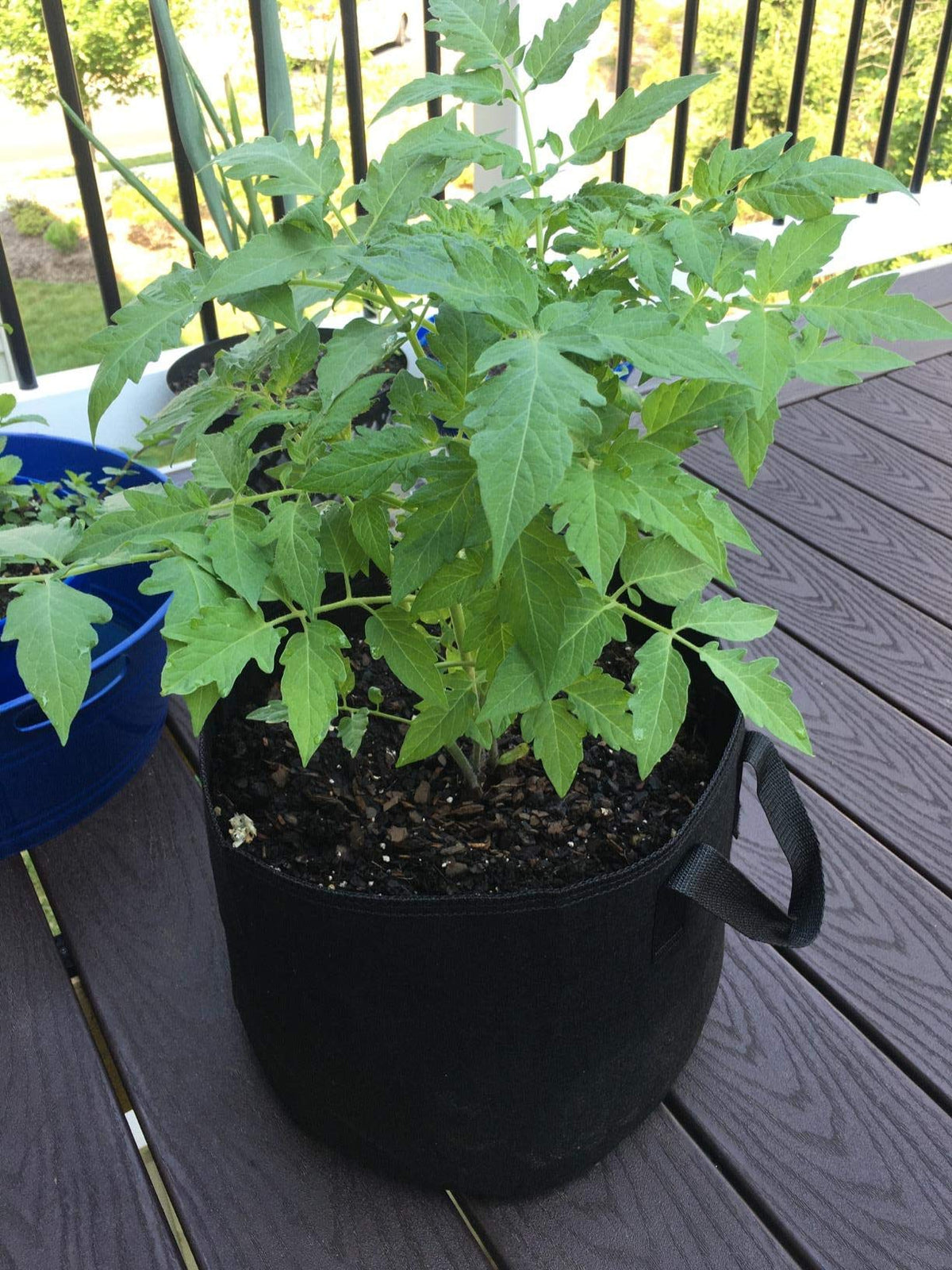 Cavisoo 5-gallon bags enable versatile planting for vegetables, herbs, and ornamentals.