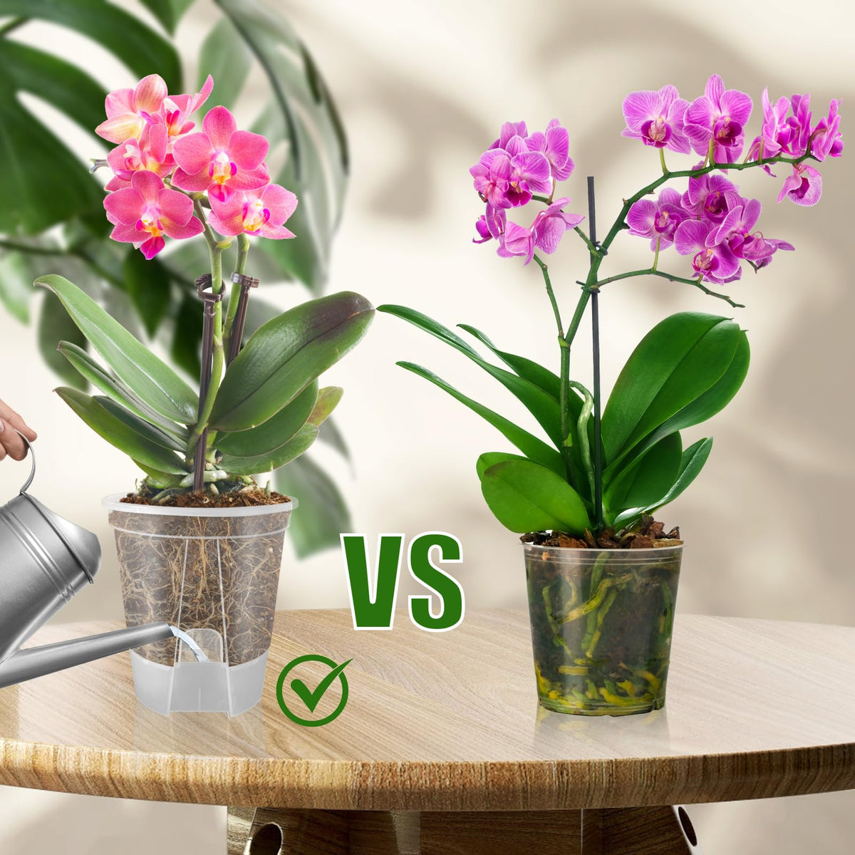 Cdd's Path transparent plastic allows root observation and durability