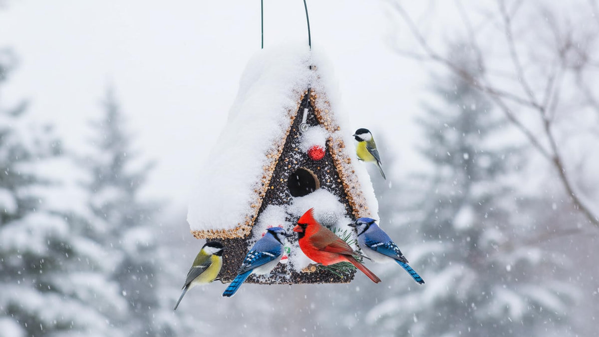 CEDAR ALPHA eco-friendly materials promote sustainable backyard feeding