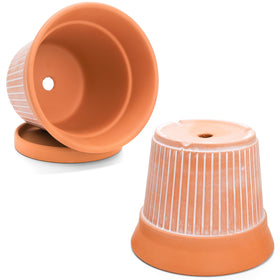 Cedilis ideal for garden and indoor display of cacti and succulents.