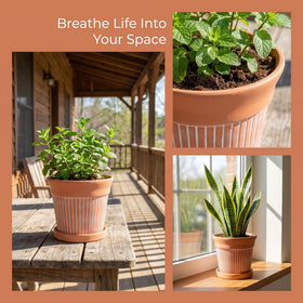 Cedilis saucers for terracotta pots keep surfaces clean and dry.