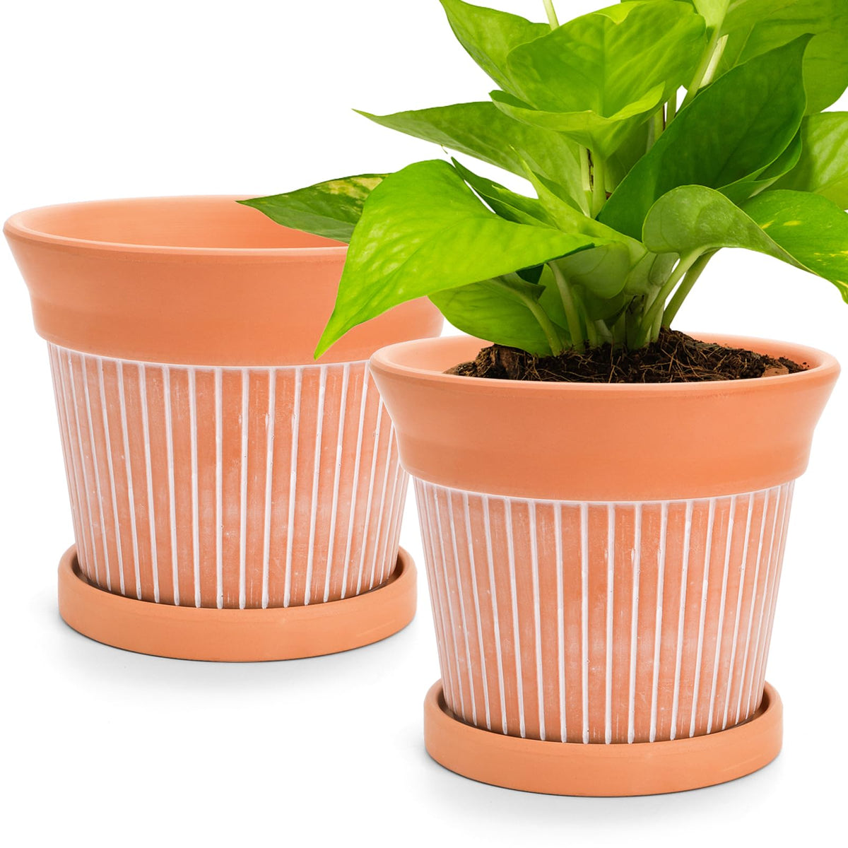 Cedilis two-pack terracotta pots 6-inch with rustic look, ideal for small plants indoors.