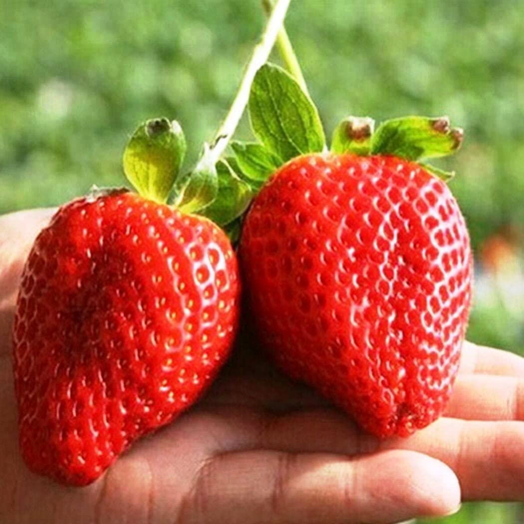 CEMEHA SEEDS packaging highlights non-GMO seed quality